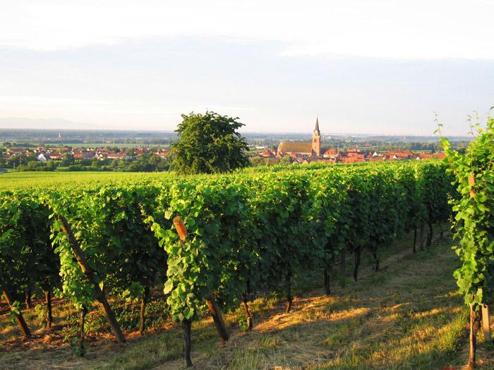 Faire la Route des vins d'Alsace